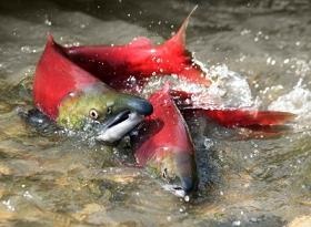 salmon-varon-hembra