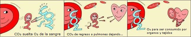 efecto bohr