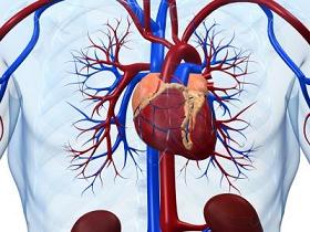 Vasos sanguíneos del músculo del corazón