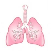 pulmones